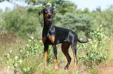 DOBERMANN 765